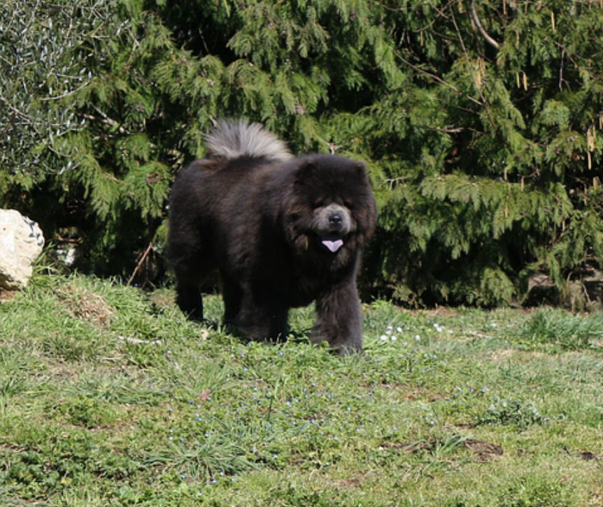 Les Chow Chow de l'affixe de La Rive De Glovertown