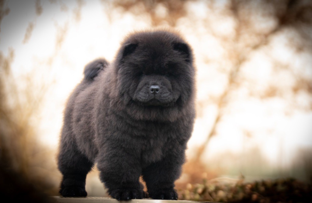 de La Rive De Glovertown - Chiot disponible  - Chow Chow