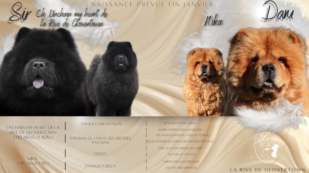 de La Rive De Glovertown - Chiot disponible  - Chow Chow