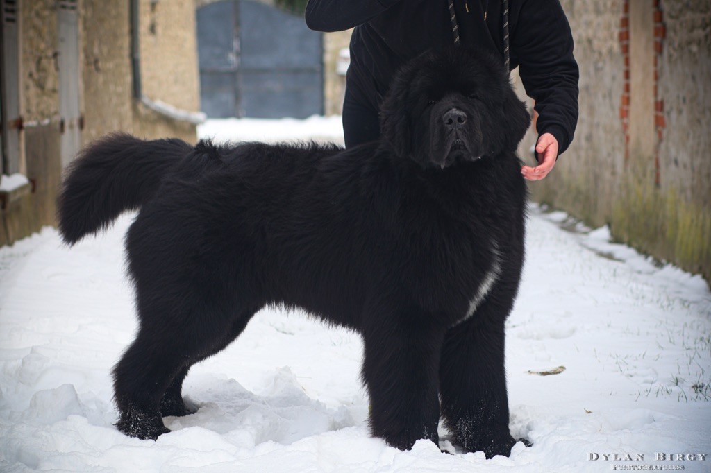 Otis du domaine des hautes prairies