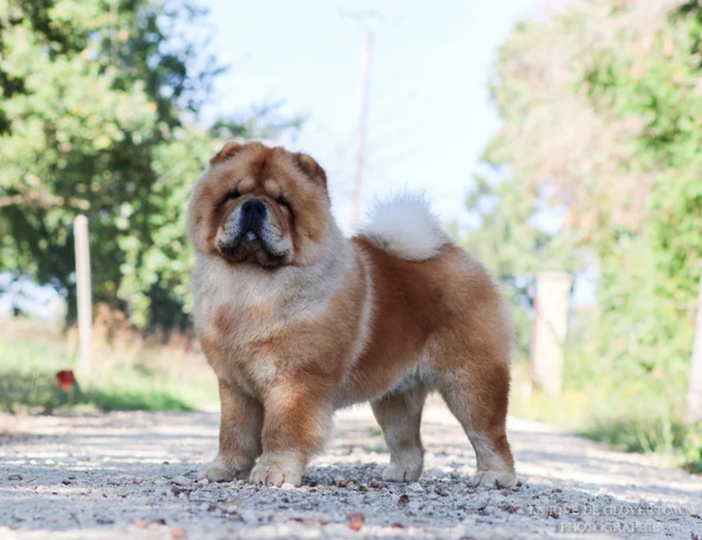 Nikos (Sans Affixe)