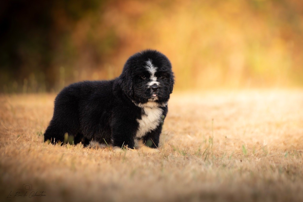 de La Rive De Glovertown - Chiots disponibles - Terre-neuve