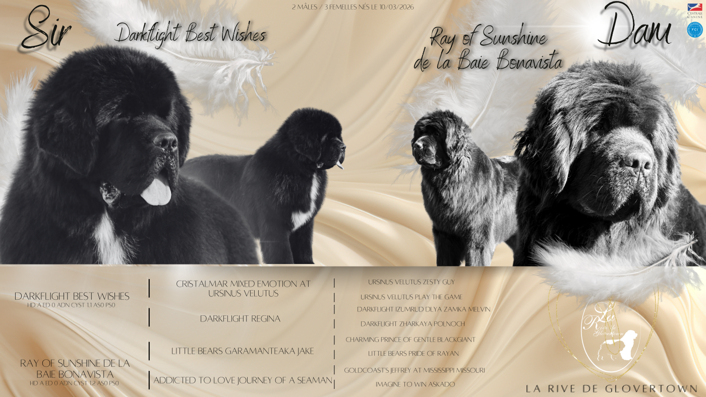 Chiot Terre-neuve de La Rive De Glovertown