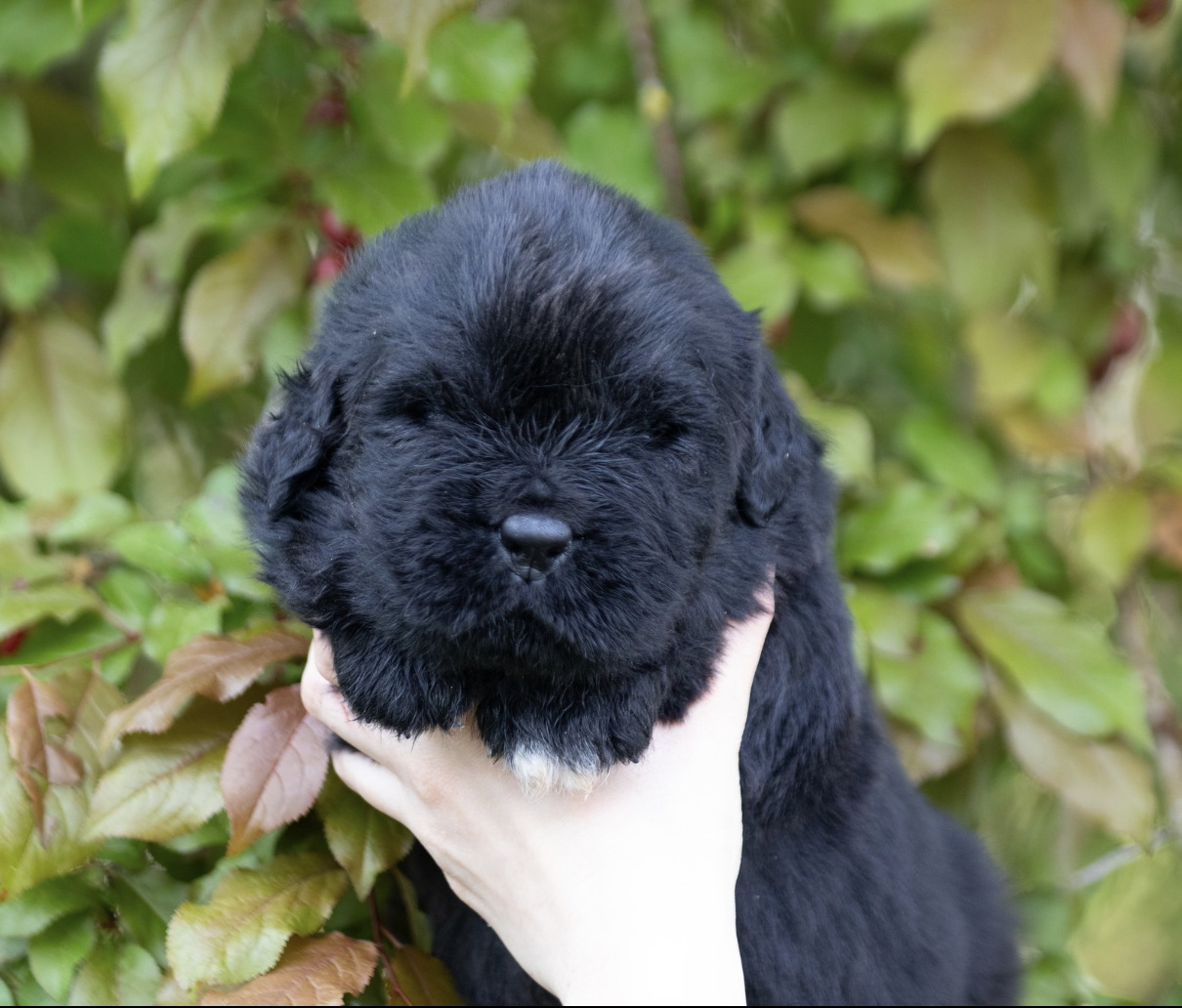 de La Rive De Glovertown - Chiots disponibles - Terre-neuve