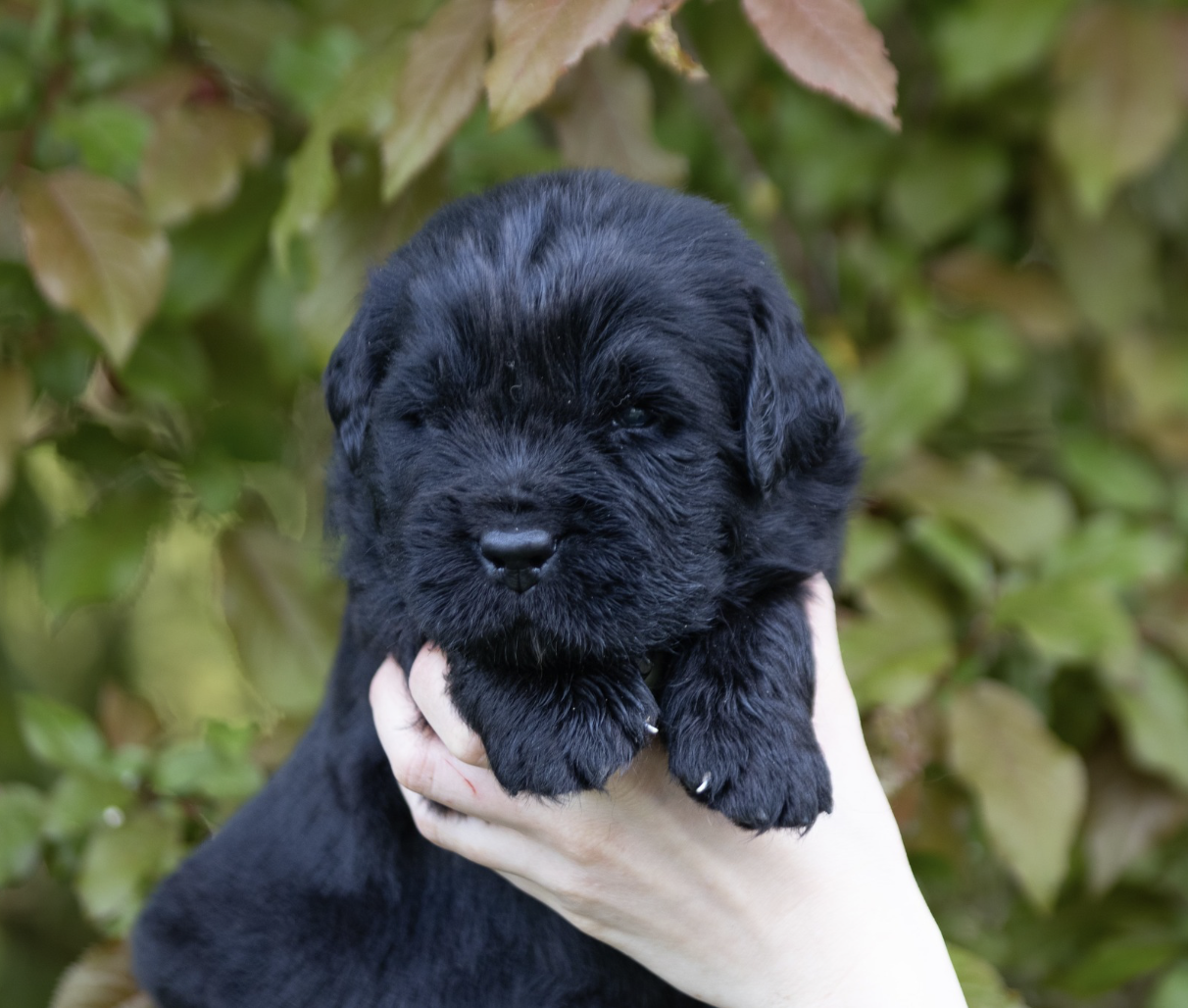de La Rive De Glovertown - Chiots disponibles - Terre-neuve