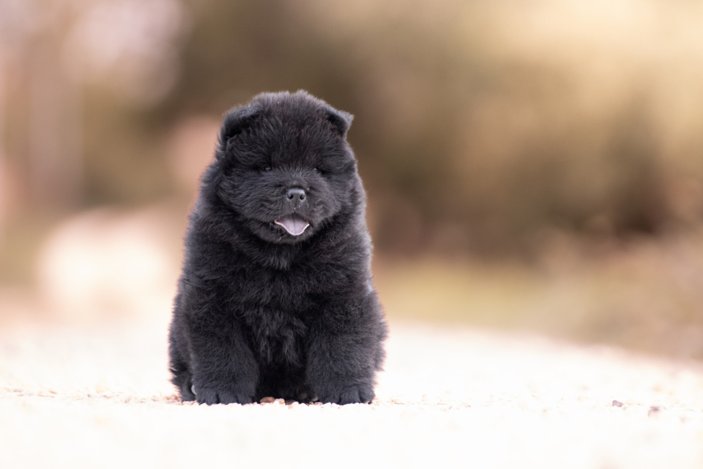 de La Rive De Glovertown - Chiots disponibles - Chow Chow