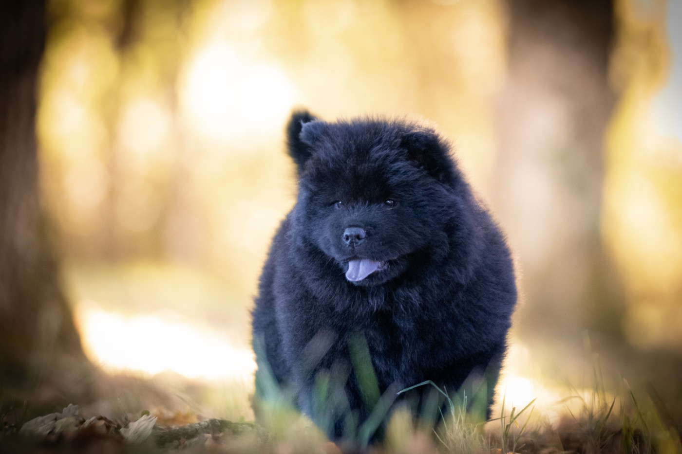 de La Rive De Glovertown - Chiots disponibles - Chow Chow