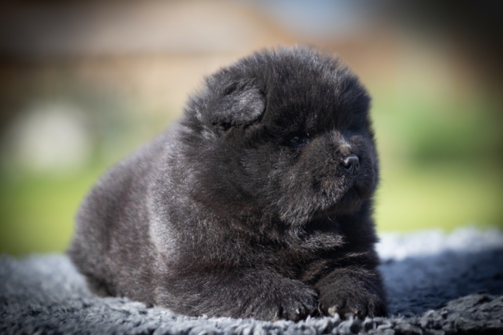 de La Rive De Glovertown - Chiots disponibles - Chow Chow