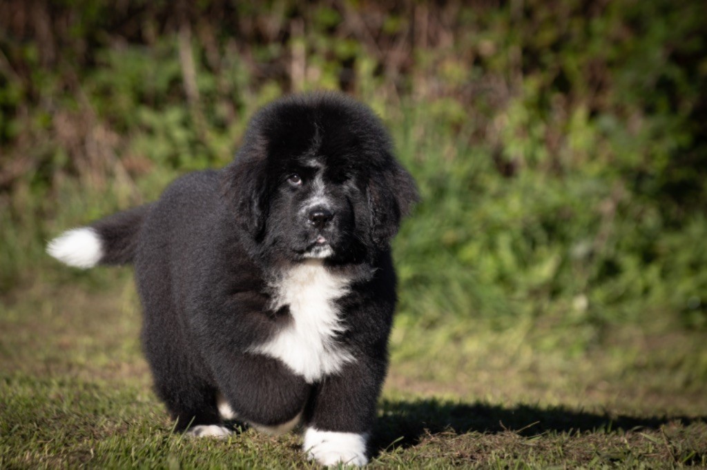 de La Rive De Glovertown - Chiots disponibles - Terre-neuve