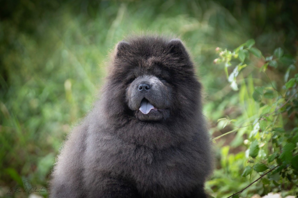 de La Rive De Glovertown - Chiots disponibles - Chow Chow