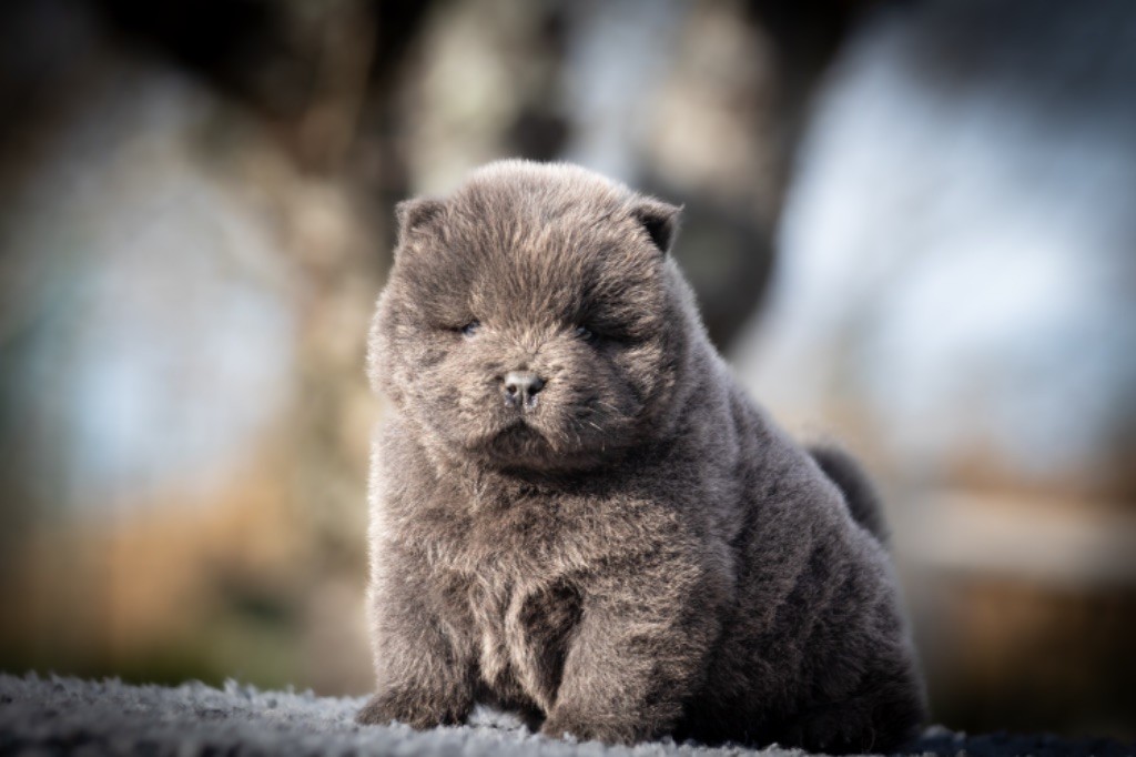 de La Rive De Glovertown - Chiots disponibles - Chow Chow