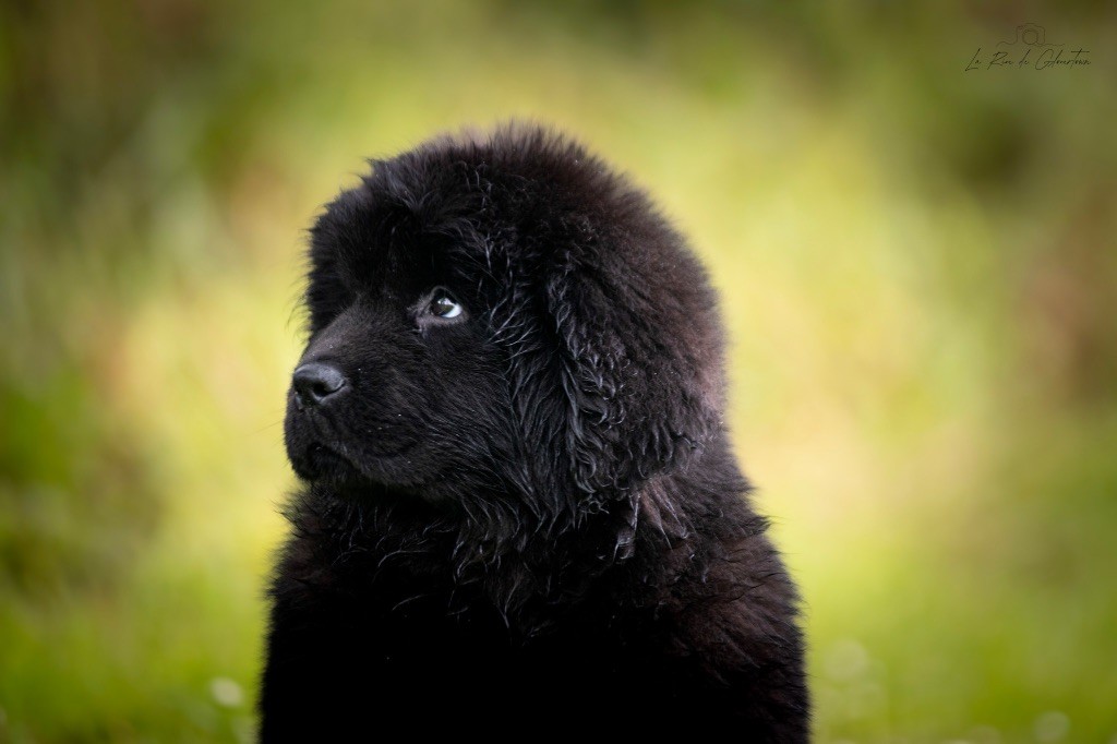 de La Rive De Glovertown - Chiots disponibles - Terre-neuve