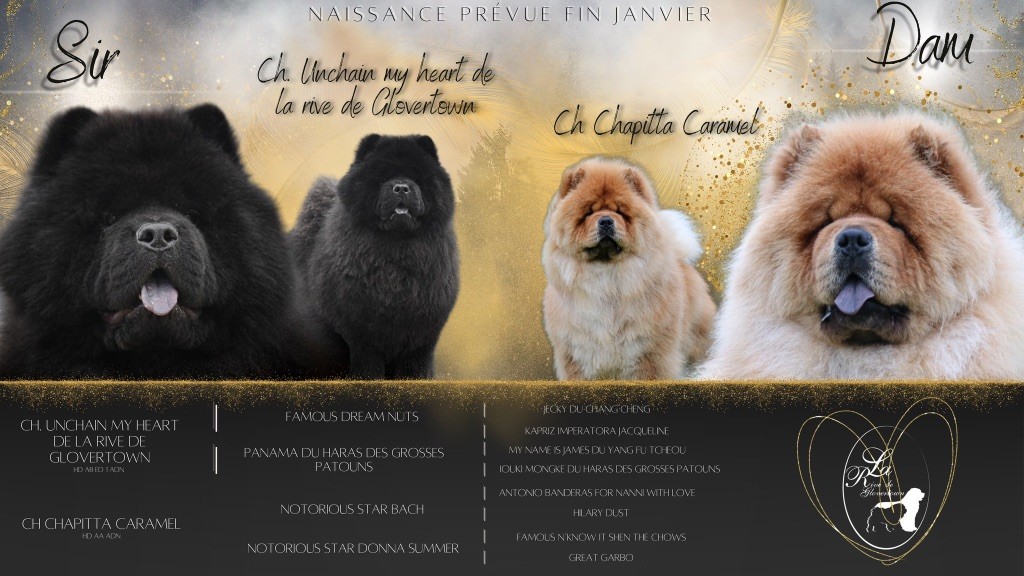 Chiot Chow Chow de La Rive De Glovertown