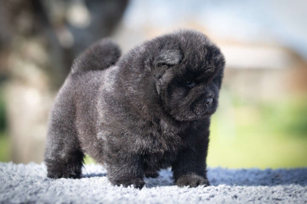 de La Rive De Glovertown - Chiots disponibles - Chow Chow