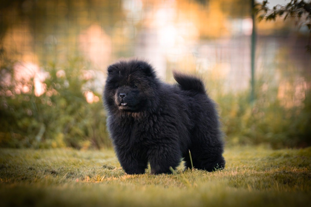 de La Rive De Glovertown - Chiots disponibles - Chow Chow