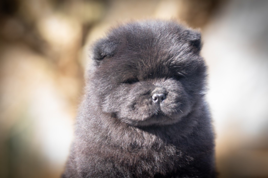 de La Rive De Glovertown - Chiots disponibles - Chow Chow