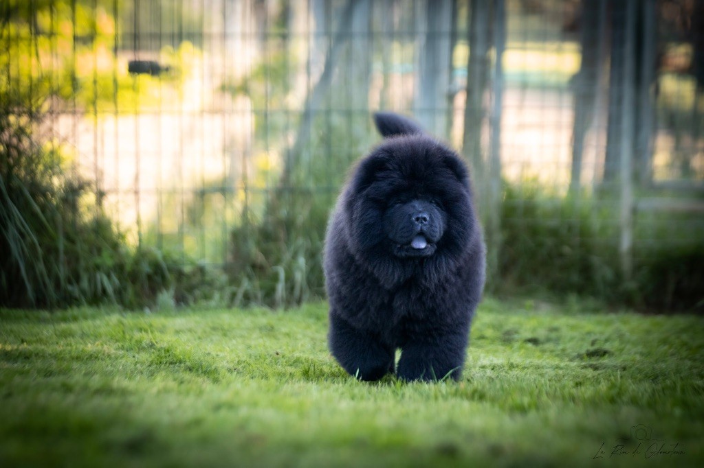 de La Rive De Glovertown - Chiots disponibles - Chow Chow