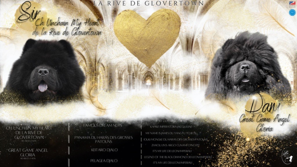 Chiot Chow Chow de La Rive De Glovertown