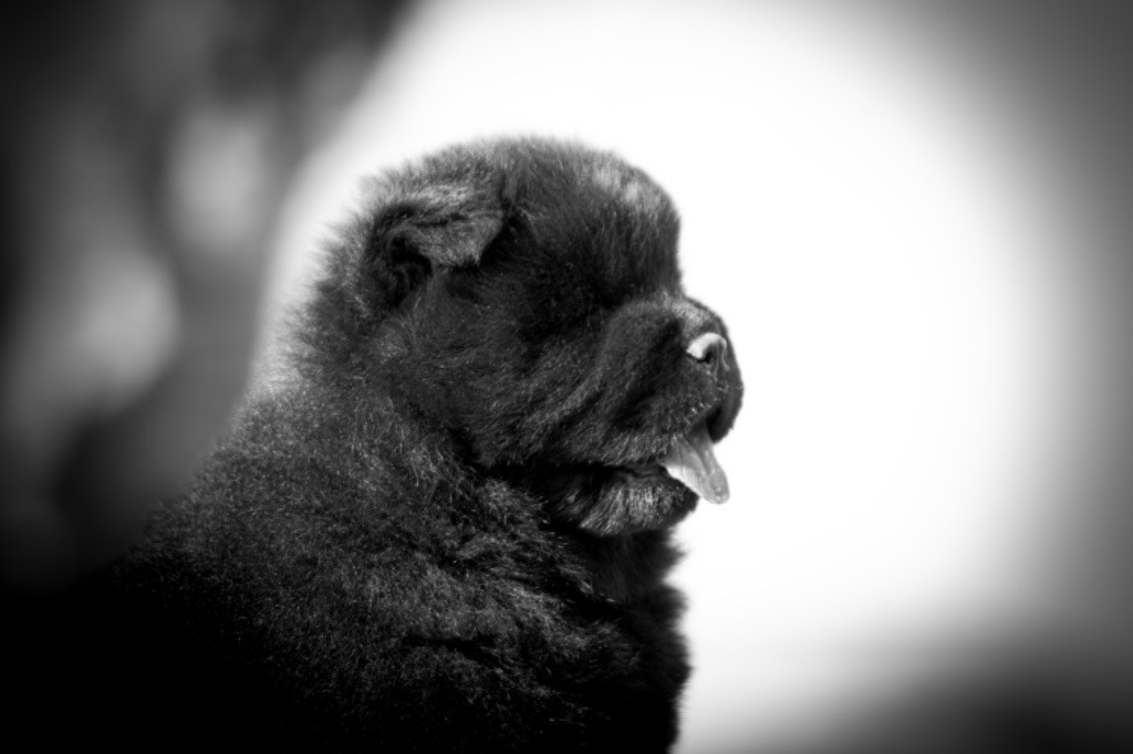 de La Rive De Glovertown - Chiots disponibles - Chow Chow