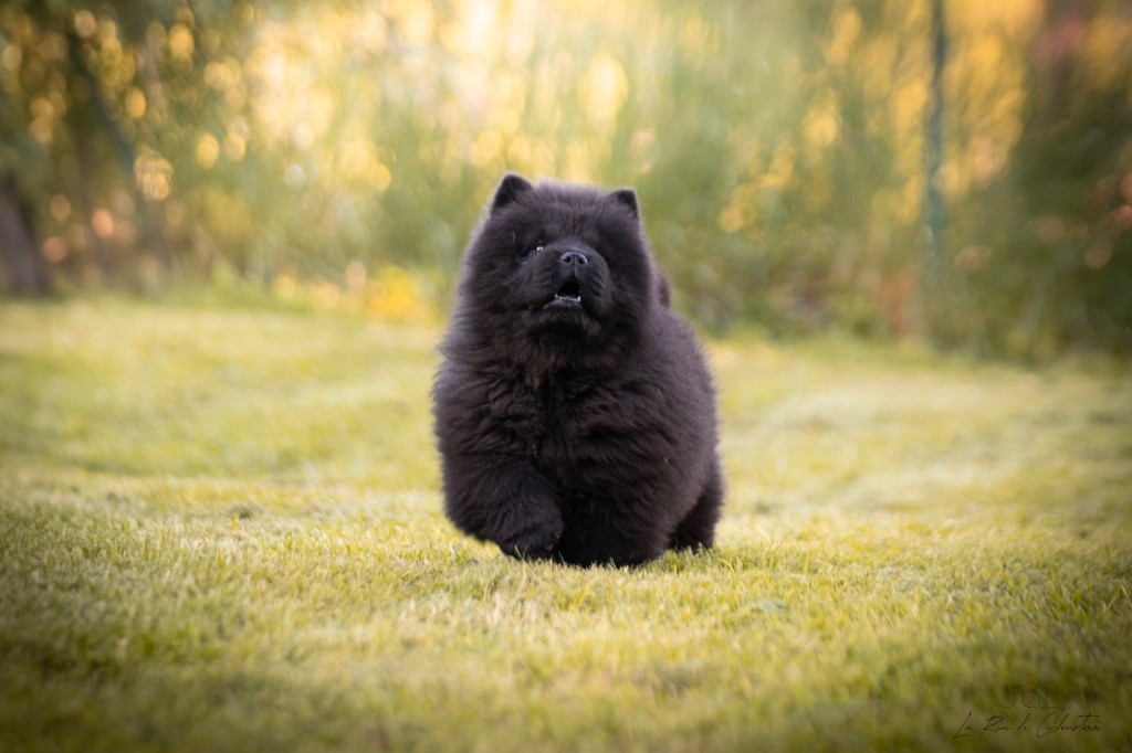 de La Rive De Glovertown - Chiots disponibles - Chow Chow