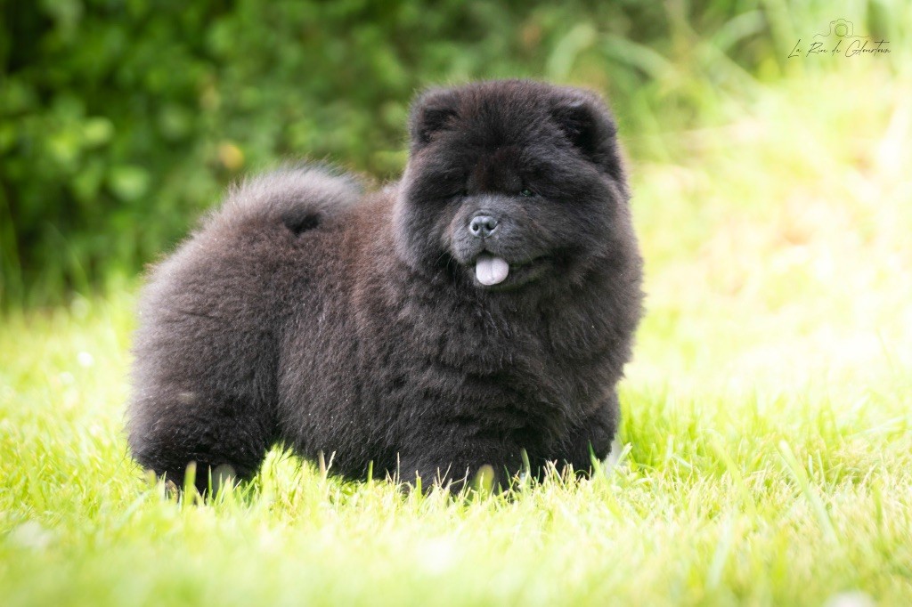 de La Rive De Glovertown - Chiots disponibles - Chow Chow